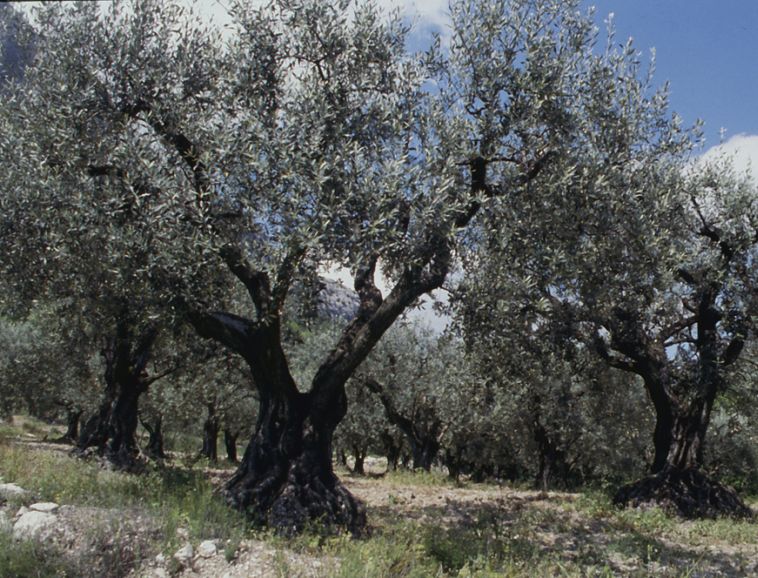 L’olivier, sculpté par le temps.jpg