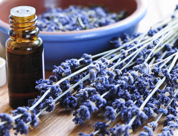L’huile essentielle de fleurs de lavande, cicatrisante et apaisante.jpg